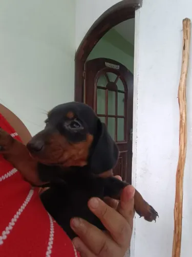 Basset mini
