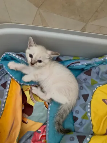 Lindos gatinhos