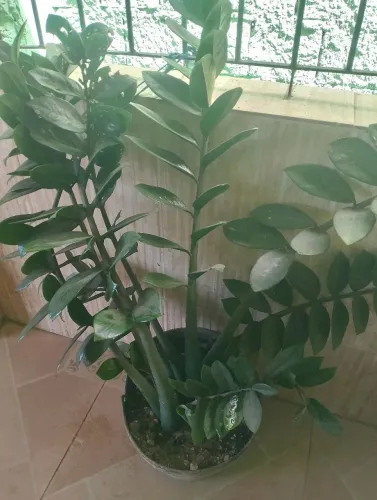 Planta adulta o nome da planta Zamioculca Verde 90 cm são quatro plantas a vendas