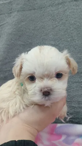 Lhasa Apso 