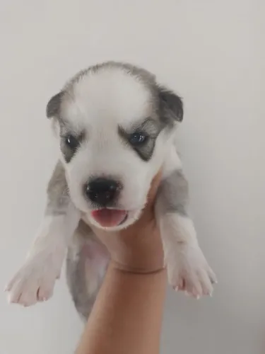 Vendo filhotes de Husky siberiano