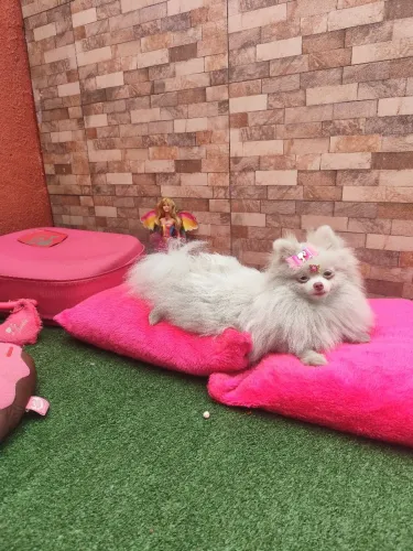 Menina lulu da Pomerânia com 8 meses
