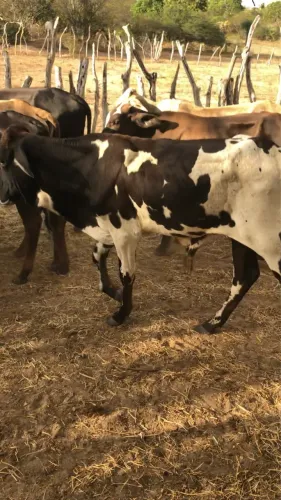 10 GARROTES PRA VENDER 