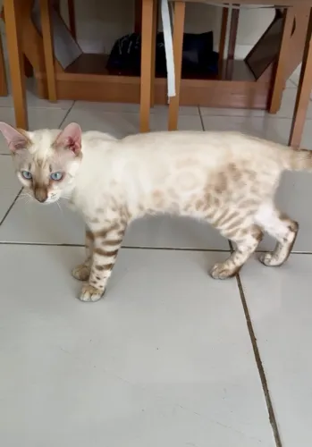 Gato Bengala Snow