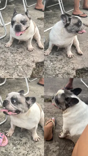 Procuro namorado pra minha buldogue francês