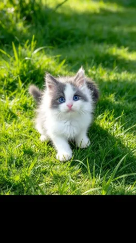 Lindos Maine coon 