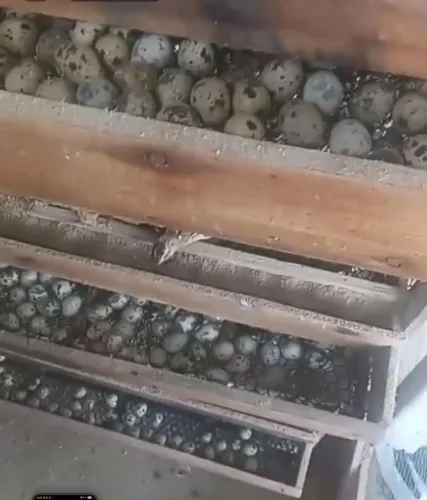 VIVEIRO PARA CODORNAS 