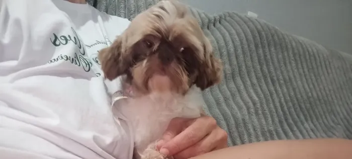 Shitzu machos e fêmeas