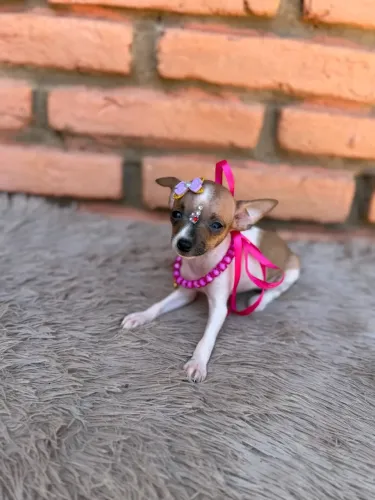 Pinscher fêmea zero