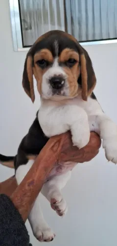 Fofuras beagles 