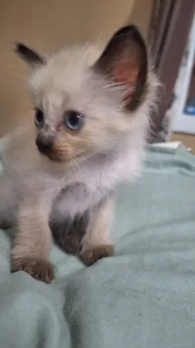 Gatinhos para adoção 