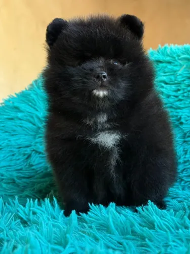 spitz alemão macho