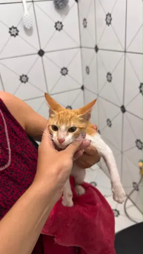 Gato laranja filhote para adoção 