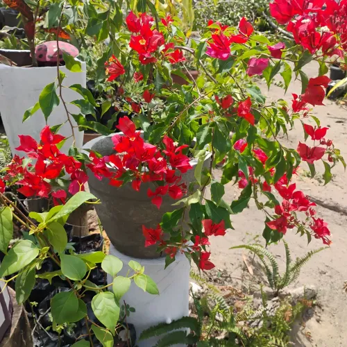 Bullganvilhe 100 reais já produzindo flores em vaso