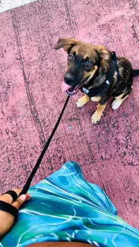 Doação para cachorro 