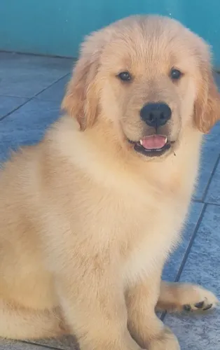 Filhotes Golden Retriever liberados para entrega com pedigree 
