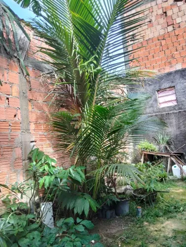 Vendo muda de coqueiro 