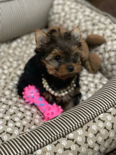 Perfeita fêmea yorkshire terrier 