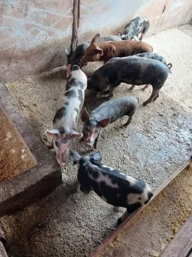 Vendo porcos