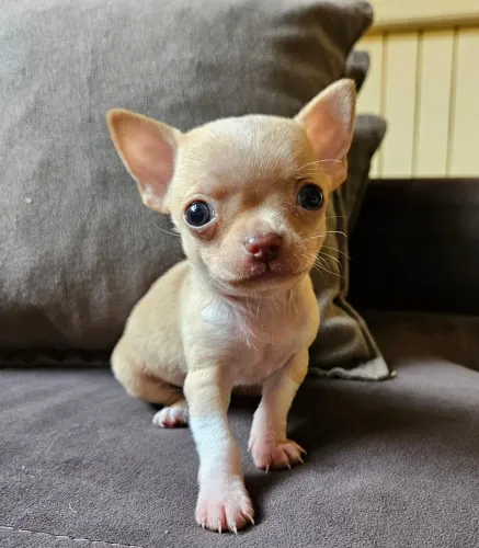 Chihuahua macho Pelo curto