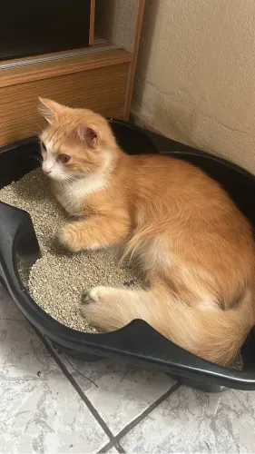 Adoção responsável Gato jovem adulto