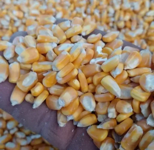 Milho para consumo animal e humano e Outros produtos agrícolas Direto do Produtor