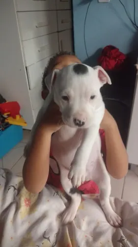Vendo filhotes de Pitbull já comendo ração