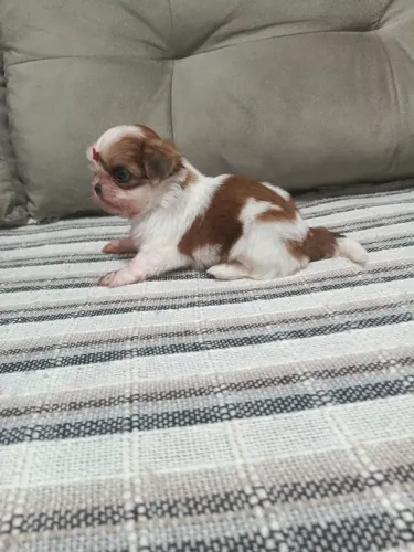 Shih Tuz