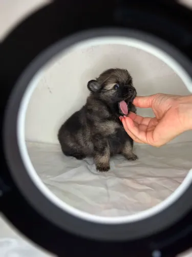 Linda Filhote Fêmea Spitz Alemão Lulu da Pomerânia