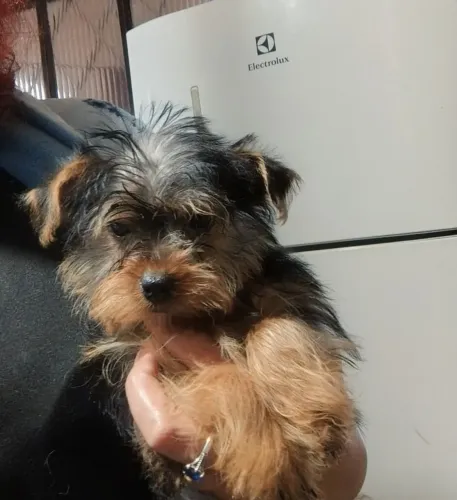 Machinho de York.