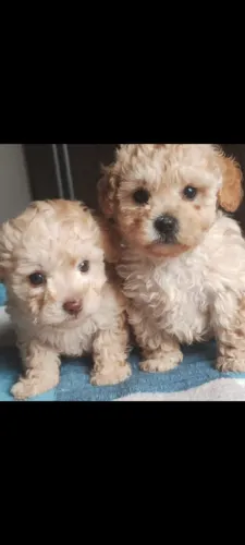 Animais de estimação 
