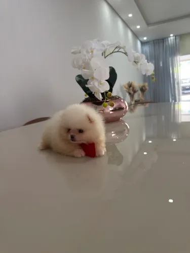 Lulu da pomerania (spitz alemão) 