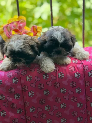 Filhotes de shih tzu puro macho e fêmea!