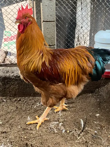 Frango New Hampshire