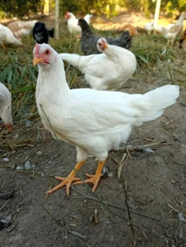 Galinha frangas franguinhas poedeiras produz ovos coloridos 