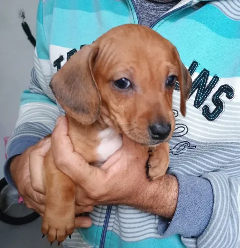 Vendo filhote de bassê (macho)