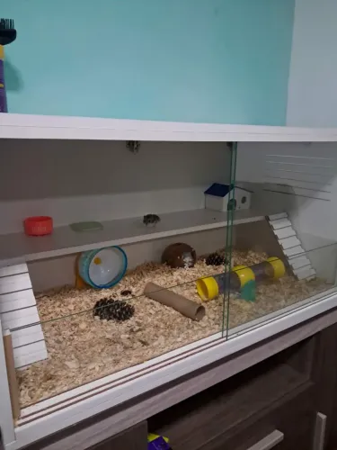 Hamster com seu terrário