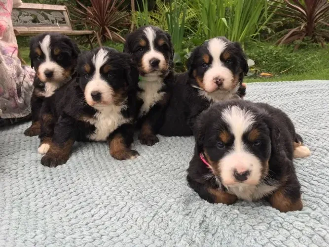 Lindos filhotes de Bernese Mountain