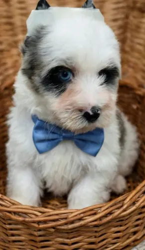 Yorkshire terrier só 12x de 275 no cartão