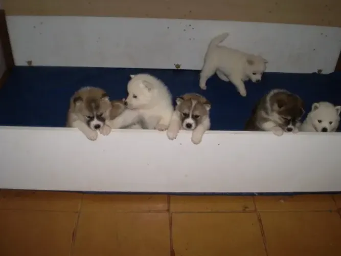 Filhotes Machos Akita Inu