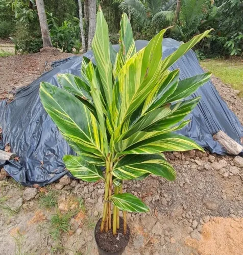Vaso de Alpinia Variegata 