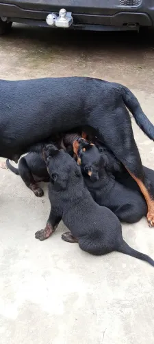Filhote de cachorro rottweiler