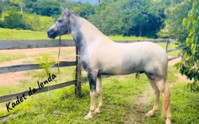 Cavalo Garanhão mangalarga