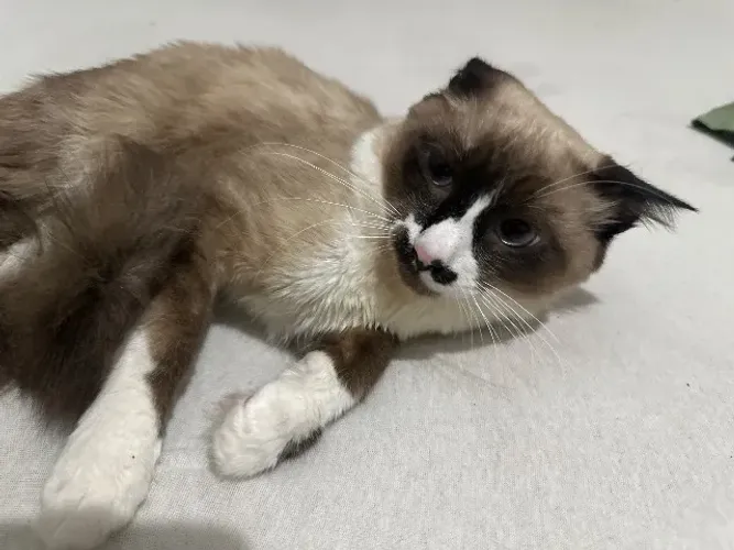 Gato siamês 6 meses doação