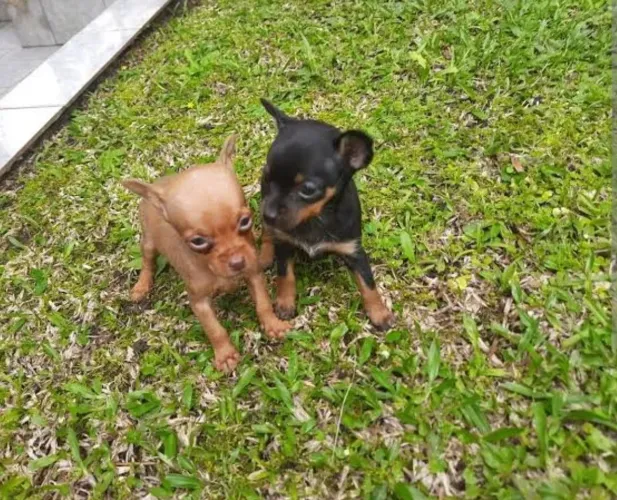 Pinscher machinho e feminha zero disponível!