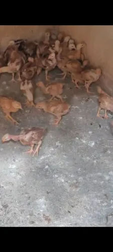 Franguinhos