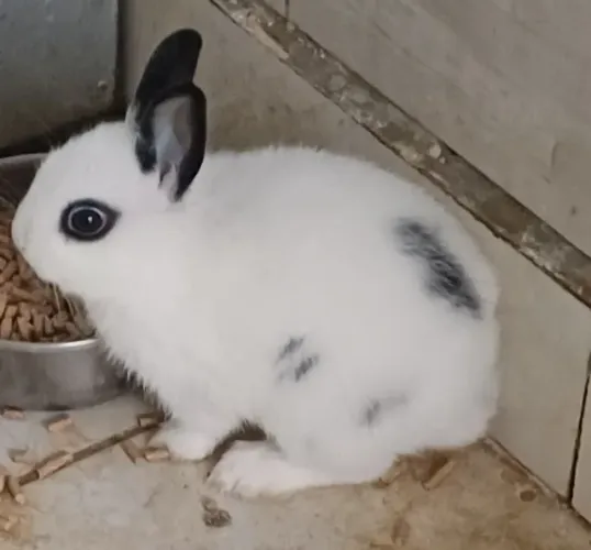 Mini coelhos 