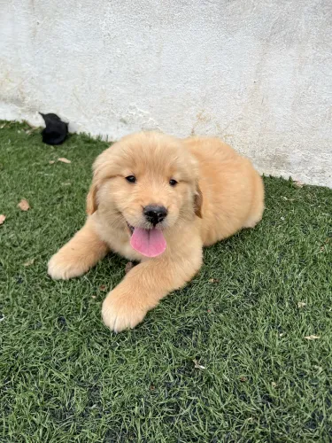 Filhotes de Golden Retriever machos disponíveis