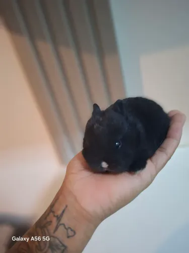 Anão Netherland Dwarf - Filhotes