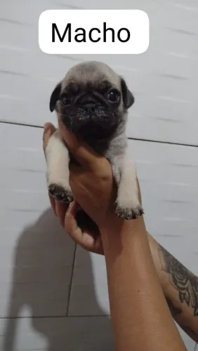Filhote de Pug macho comendo ração seca valor 1.000